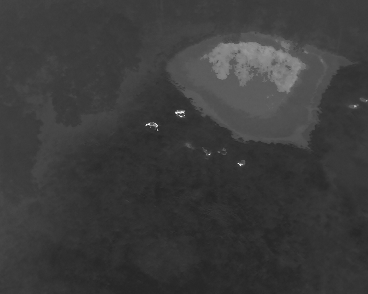 Thermal imaging for animal recovery