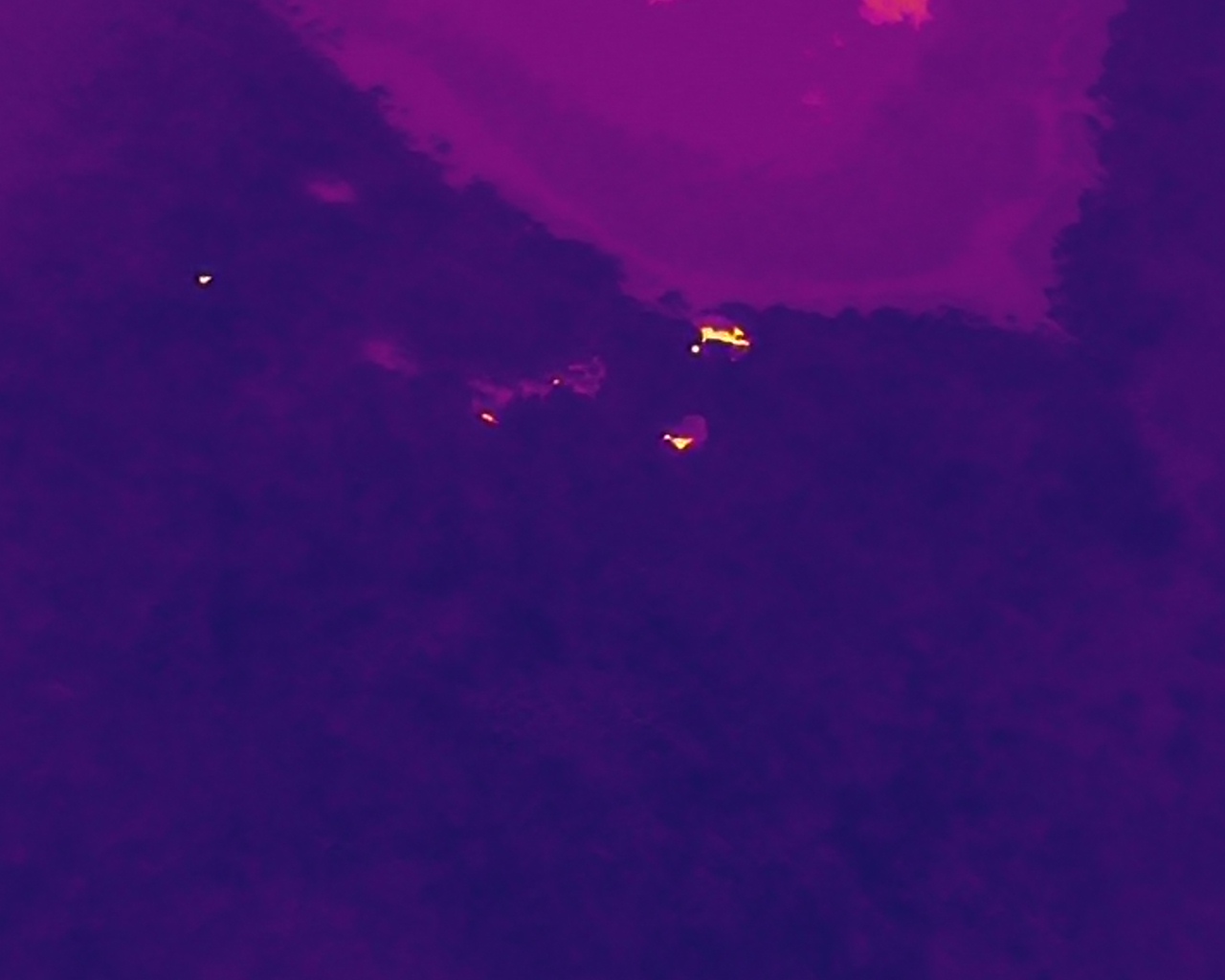 Thermal heat signatures of animals